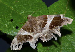 Dysgonia algira