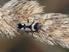 Raglius confusus