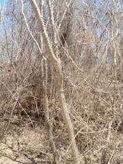 Cnidoscolus megacanthus