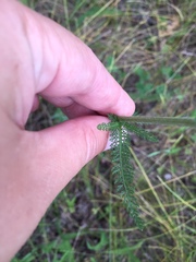 Achillea millefolium