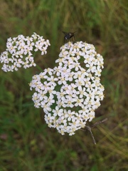 Achillea millefolium