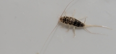 Thermobia domestica