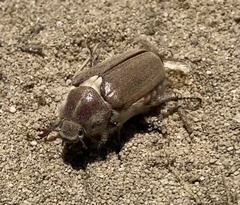 Anoxia australis