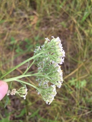 Achillea millefolium
