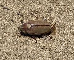 Anoxia australis