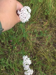 Achillea millefolium