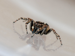 Attulus monstrabilis