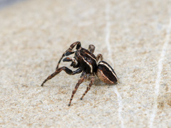 Attulus monstrabilis