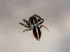 Attulus monstrabilis