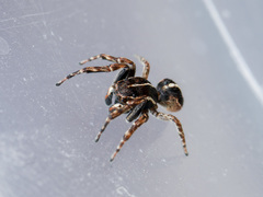 Attulus monstrabilis