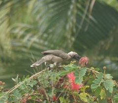 Philemon buceroides yorki