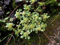 Pilea peploides major