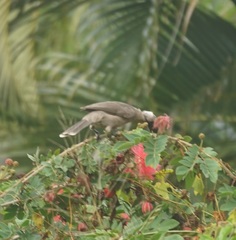 Philemon buceroides yorki