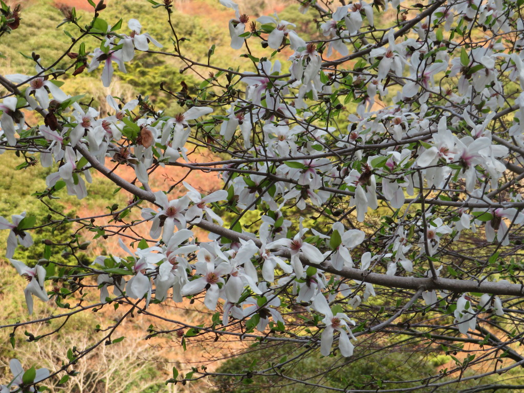 Magnolia kobus, Tonosawa, Hakone, Ashigarashimo District, Kanagawa Prefecture 250-0315, Japan