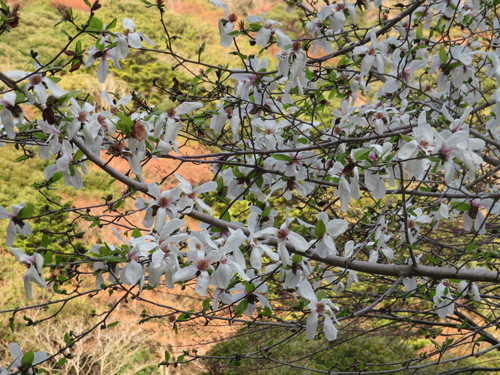 Magnolia pseudokobus iNat (3)