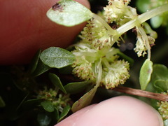 Pilea peploides major
