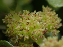 Pilea peploides major