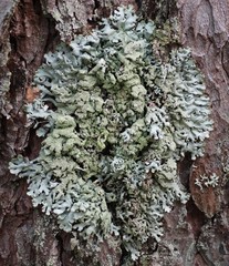 Hypogymnia farinacea