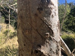 Codonocarpus attenuatus