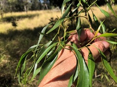 Codonocarpus attenuatus