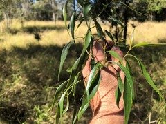 Codonocarpus attenuatus