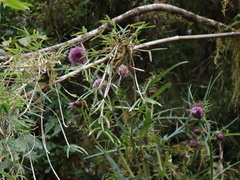 Cirsium tatakaense