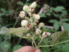 Rubus incanus