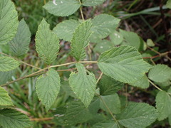 Rubus incanus