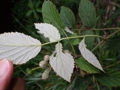 Rubus incanus