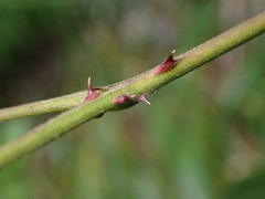 Rubus incanus