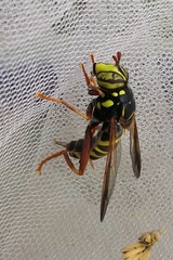 Spilomyia diophthalma