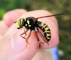 Spilomyia diophthalma