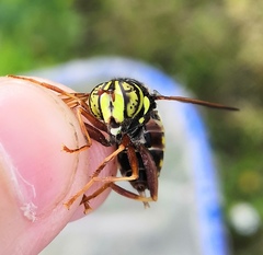 Spilomyia diophthalma