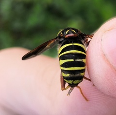 Spilomyia diophthalma