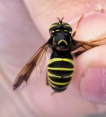 Spilomyia diophthalma