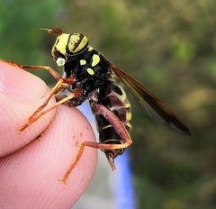 Spilomyia diophthalma