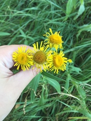 Pentanema britannica