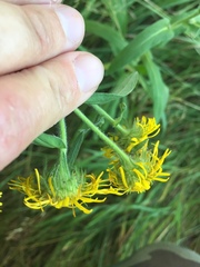 Pentanema britannica