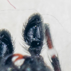 Attulus monstrabilis