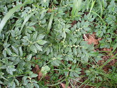 Elatostema parvum