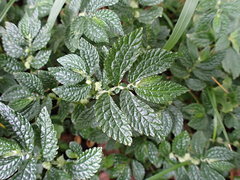 Elatostema parvum