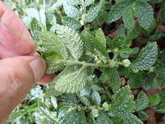 Elatostema parvum