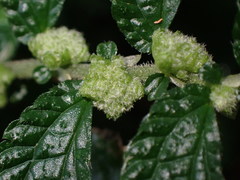 Elatostema parvum