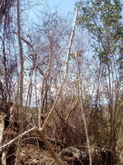 Cnidoscolus megacanthus