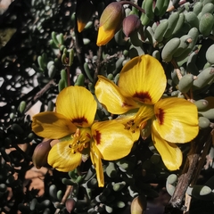 Roepera lichtensteiniana