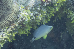 Hypoplectrus unicolor