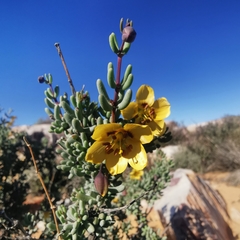 Roepera lichtensteiniana