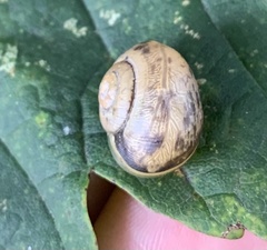 Fruticicola fruticum