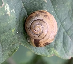 Fruticicola fruticum
