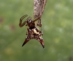 Micrathena evansi